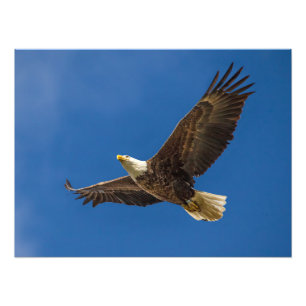 Foto Eagle aéreo