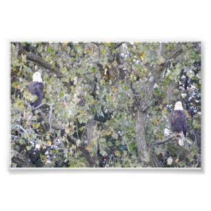 Foto Eagle dobro