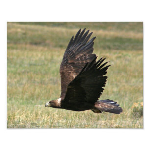 Foto Eagle dourado em vôo 11x14 horizontal