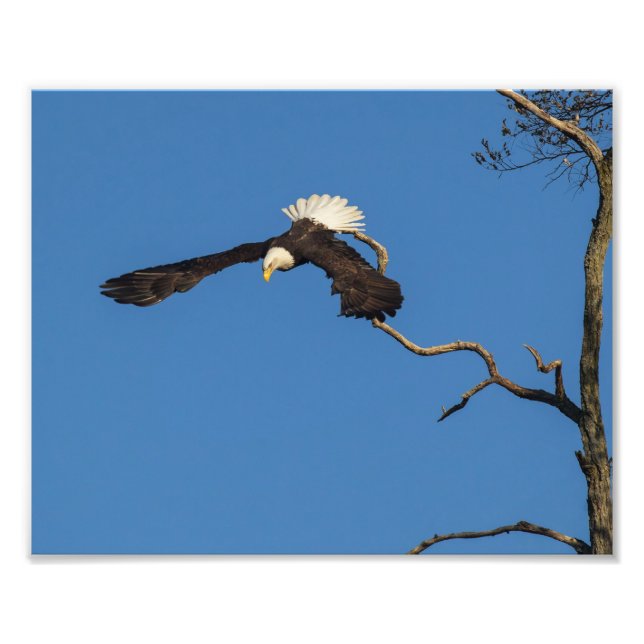 Foto Eagle pega voo (Frente)