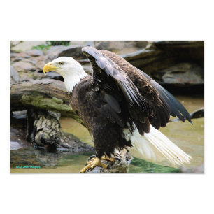 Foto Eagle que espalha as asas