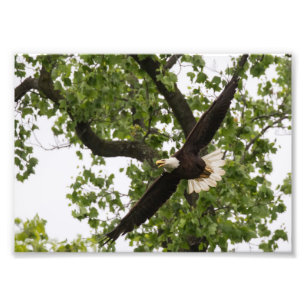 Foto Eagle Wingspan
