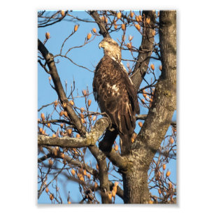 Foto Eagle Youngster