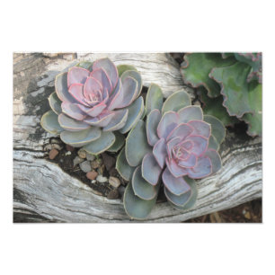 Foto Echeveria Succulent Photo Impressão