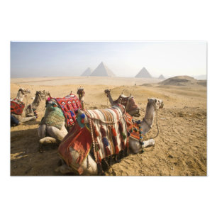 Foto Egito, Cairo. Camelos descansando