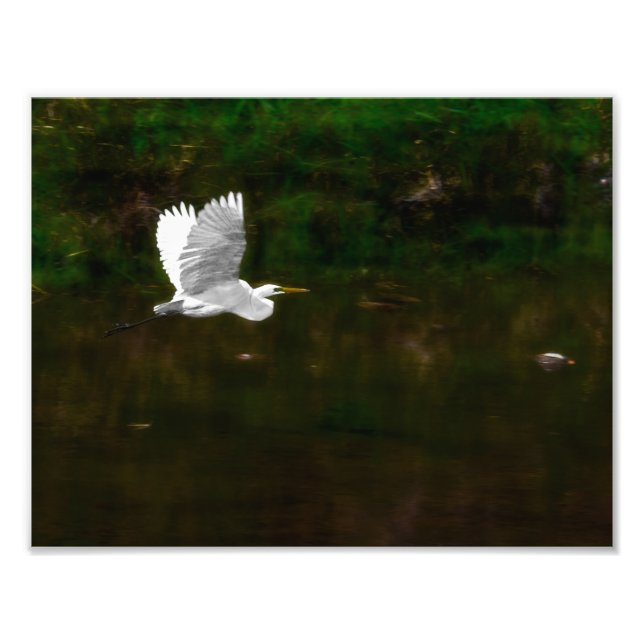 Foto Egret Branco excelente em Voo sobre o Rio (Frente)