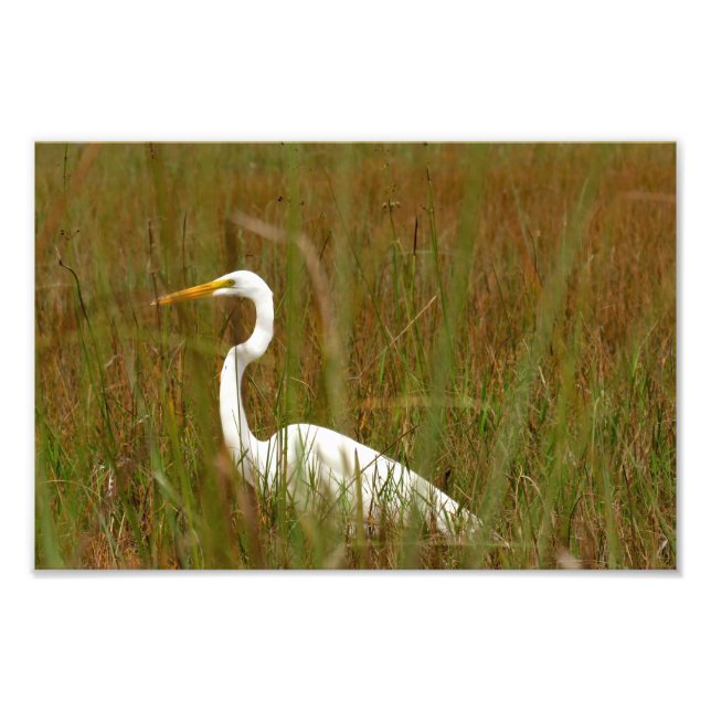 Foto Egret do excelente (Frente)