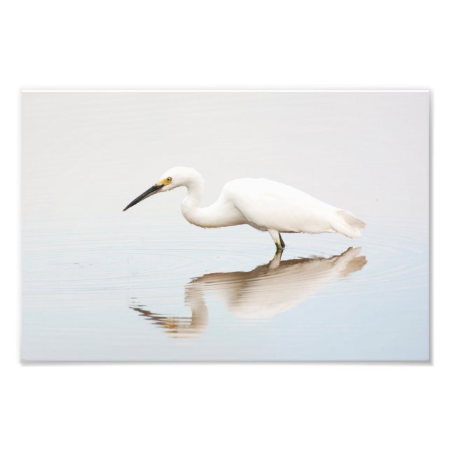 Foto Egret em lagoa estática (Frente)