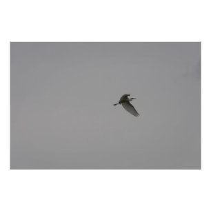 Foto Egret Em Voo
