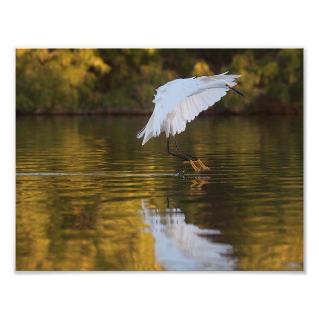 Foto Egret em voo sobre Ouro Pond (Frente)