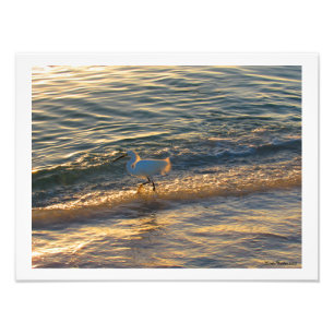Foto Egret No Impressão Fotográfico Praia