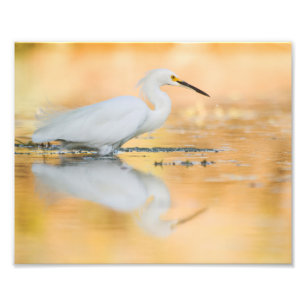 Foto Egret quando o sol se ajustar