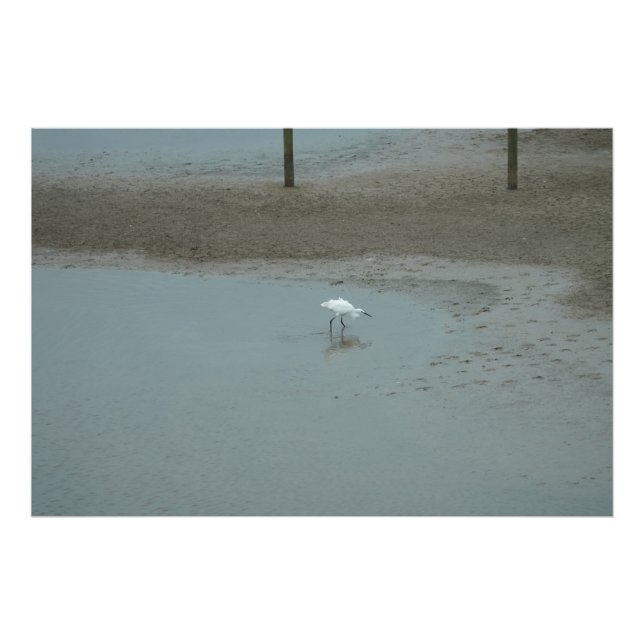 Foto Egret Wading (Frente)