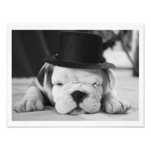 Foto "Einstein", Inglês Bulldog