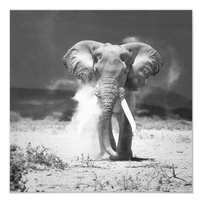 Foto Elefante (Frente)