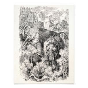 Foto Elefante africano dos 1800s do vintage - elefantes