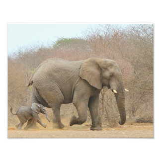 Foto Elefante - Bebês Animais Bonitos