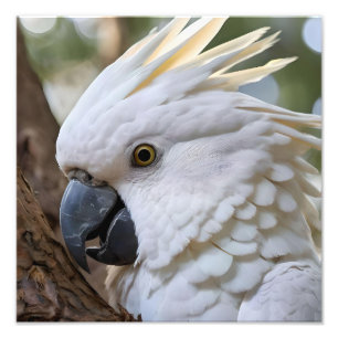 Foto Elegância em Branco: A Majestosa Cockatoo Aussie