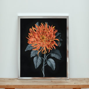 Foto Elegância Fiery: Orange Chrysanthemum
