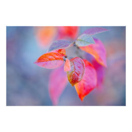 Foto Elegant Cotonou Leaves