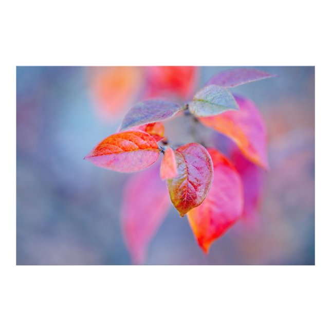Foto Elegant Cotonou Leaves (Frente)
