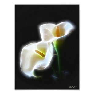 Foto Elegante Calla Lily Flores 13 Impressão moderna