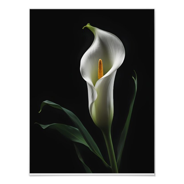Foto Elegante Calla Lily sobre fundo preto (Frente)
