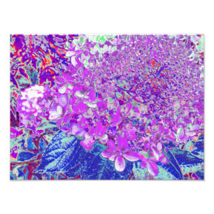 Foto Elegante Hortênsia Limelight Roxa e Azul