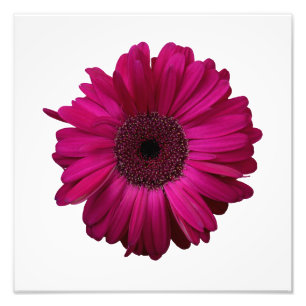 Foto Elegante rosa Gerbera Daisy Photo Impressão