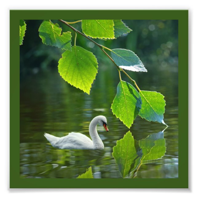 Foto Elegante Summer Swan (Frente)