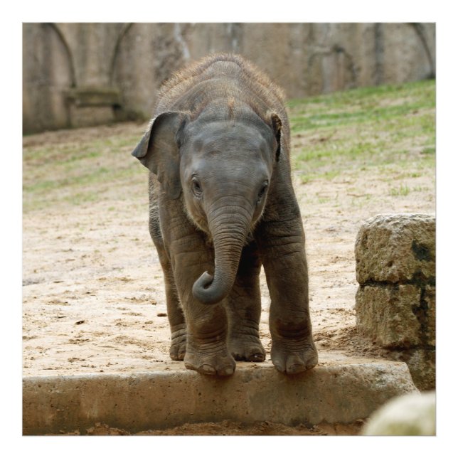 Foto Elephant_20171101_by_JAMFoto (Frente)