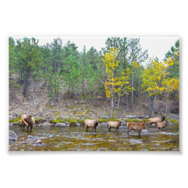 Foto Elk Herd Wading in The Big Thompson River