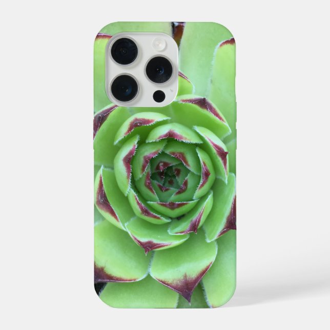 Foto em Close-Up de Suculenta Verde com Pontas Rox (Verso)