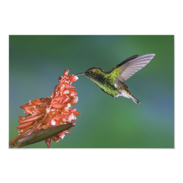 Foto Emerald, Elvira cupreiceps, com cabeça de cobre, (Frente)
