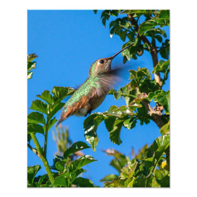 Foto Emerald Flash: Beija-flor em Movimento (Frente)