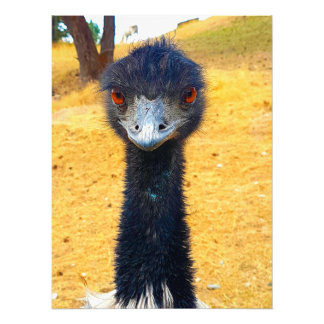 Foto Emu