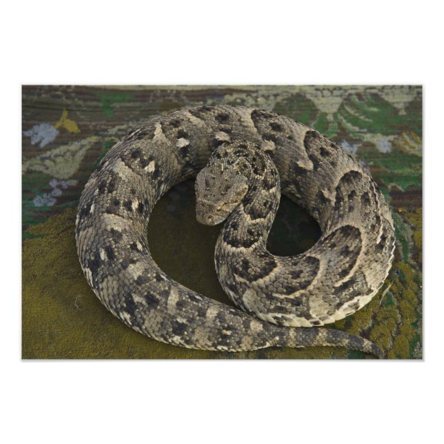 Foto Encantador de cobras Africano Puff-adder Bitis (Frente)