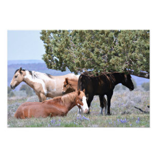 Foto Encanto 19" do mustang x 13" pro. Cetim de papel