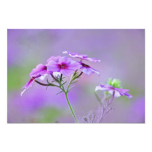 Foto Encerramento de Drummond Phlox, Phlox drummondi,