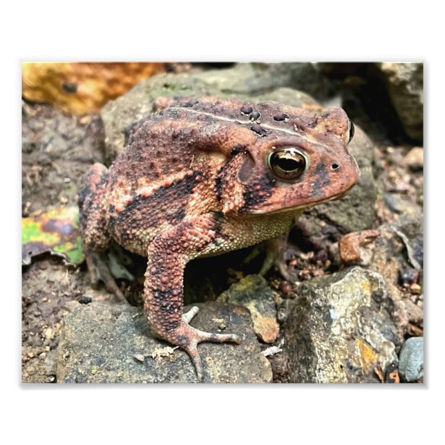 Foto Encerramento do Toad Sul Bonito (Frente)