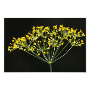 Foto Endro (Anethum graveolens)