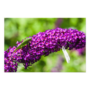 Foto energia katydid