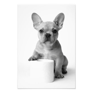 Foto Engraçada de Bulldog Francês com Papel Higiên