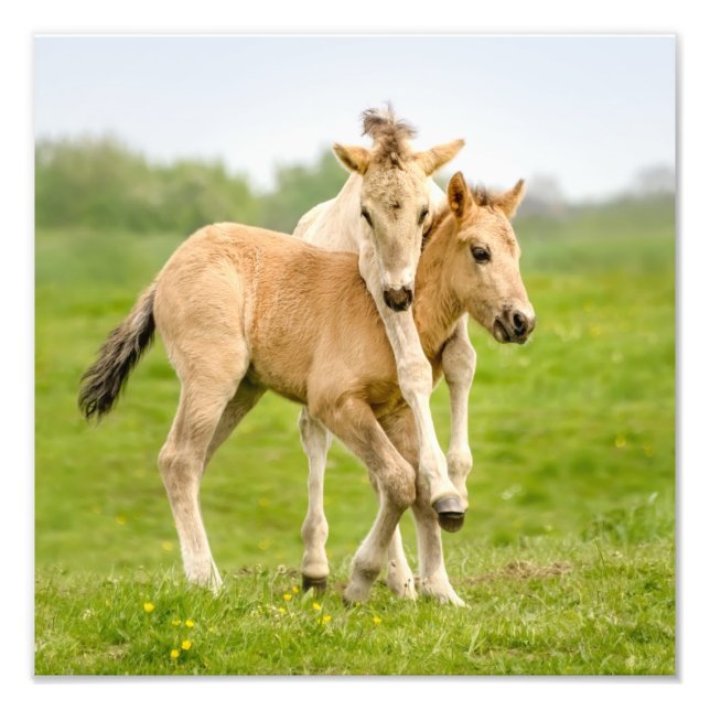 Foto Engraçado Cavalo Selvagem Konik Foals Brincando - (Frente)