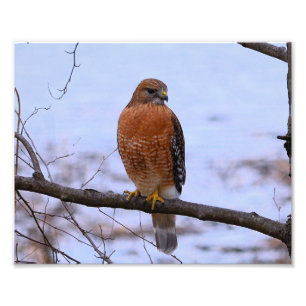 Foto Enlar Fotográfico de Hawk (Satin) com Ombros Verm