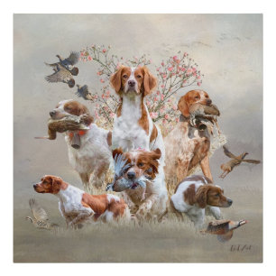 Foto Epagneul Breton, Bretanha Spaniel