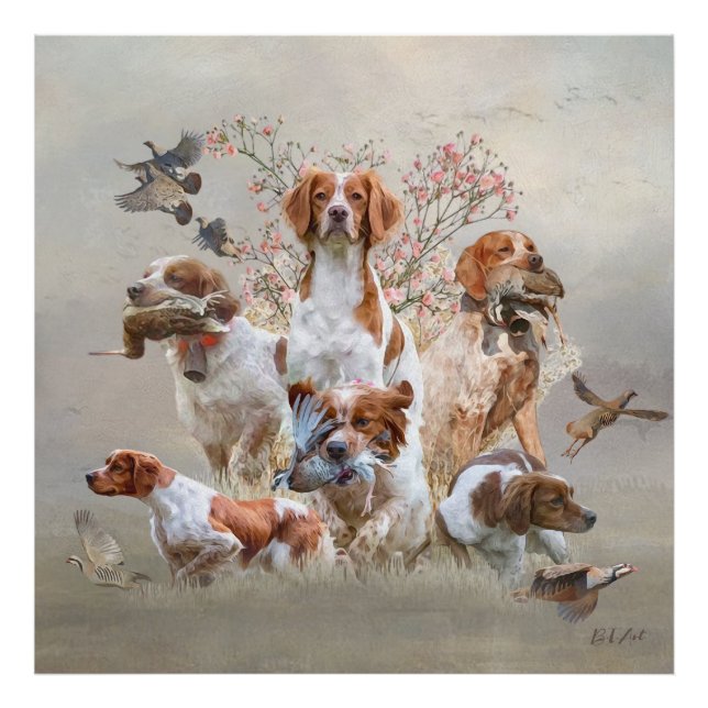 Foto Epagneul Breton, Bretanha Spaniel (Frente)