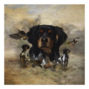 Foto Epagneul Breton, Bretanha Spaniel