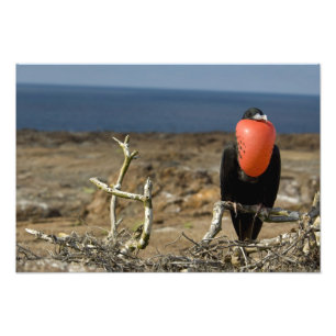 Foto Equador, Galapagos, Ilha Genovesa. Príncipe