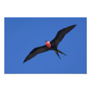 Foto Equador, Galápagos. Ilha Genovesa também conhecida